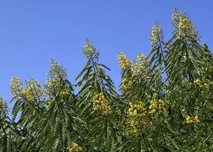 Angelus Amazing Views Sea + Teide Ла-Матанса-де-Асентехо
